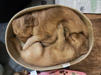 Golden Retriever Puppies for sale in Bend, Oregon. price: $1,600