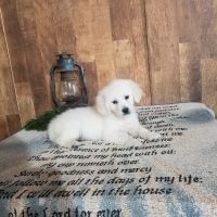 Golden Retriever Puppies for sale in Montgomery, Indiana. price: $350