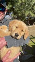 Golden Retriever Puppies for sale in Turlock, California. price: $900