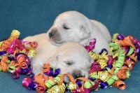 Golden Retriever Puppies for sale in Royal Palm Beach, Florida. price: $3,800