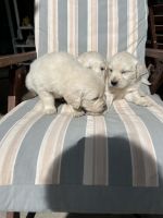 Golden Retriever Puppies for sale in Menifee, California. price: $600