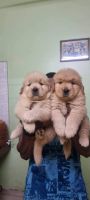 Golden Retriever Puppies for sale in Chennai, Tamil Nadu. price: 9,000 INR