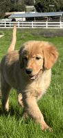 Golden Retriever Puppies for sale in Salinas, CA, USA. price: $2,500