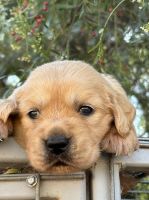 Golden Retriever Puppies for sale in Swan Hill, Victoria. price: $1,000