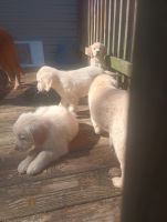 Golden Retriever Puppies for sale in Chapel Hill, Tennessee. price: $1,000