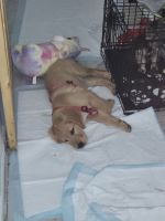 Golden Retriever Puppies for sale in Palm Beach, Florida. price: $700