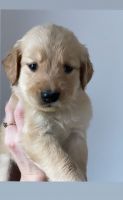 Golden Retriever Puppies for sale in Rochester, New York. price: $550