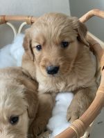 Golden Retriever Puppies for sale in Rochester, New York. price: $650