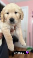 Golden Retriever Puppies for sale in Egg Harbor Township, New Jersey. price: $1,300
