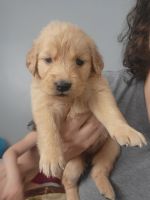 Golden Retriever Puppies for sale in Camp Hill, Pennsylvania. price: $600