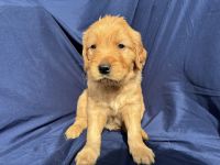 Golden Retriever Puppies for sale in Lebanon, Missouri. price: $1,300