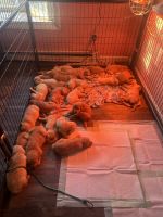 Golden Retriever Puppies for sale in Bradford, Westerly, RI 02808, USA. price: $800