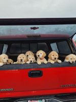 Golden Retriever Puppies for sale in Lakewood (Pierce Co.), Washington. price: $650