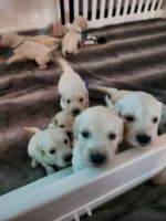 Golden Retriever Puppies for sale in Victorville, California. price: $2,650
