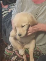 Golden Retriever Puppies for sale in Chapel Hill, Tennessee. price: $700