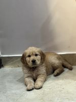 Golden Retriever Puppies for sale in New Delhi, Delhi. price: 18,000 INR