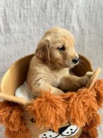 Golden Retriever Puppies for sale in Spartanburg, South Carolina. price: $900