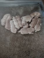 Golden Retriever Puppies for sale in Gap, PA, USA. price: $995