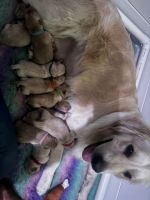 Golden Retriever Puppies for sale in Shellharbour, New South Wales. price: $2,500
