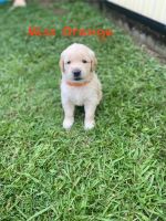 Golden Retriever Puppies for sale in Daisy Hill, Queensland. price: $2,500