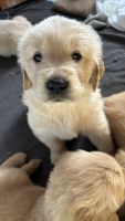 Golden Retriever Puppies for sale in Northfield, Minnesota. price: $1,200