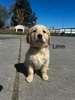Golden Retriever Puppies for sale in Atwater, California. price: $1,000