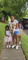 Golden Retriever Puppies for sale in Brisbane, Queensland. price: $2,000
