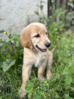 Golden Retriever Puppies for sale in Boyle Heights, California. price: $900