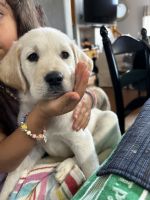 Golden Retriever Puppies for sale in New River, Arizona. price: NA