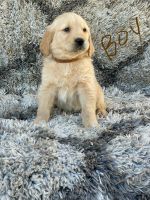 Golden Retriever Puppies for sale in Oroville, California. price: $600