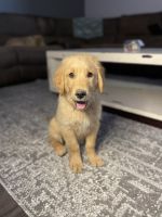 Golden Retriever Puppies for sale in Greenville, South Carolina. price: $1,300