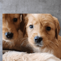 Golden Retriever Puppies for sale in Bath, New York. price: $2,000