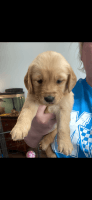 Golden Retriever Puppies for sale in Connersville, Indiana. price: $700