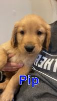 Golden Retriever Puppies for sale in Wauseon, Ohio. price: $1,500