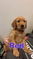 Golden Retriever Puppies for sale in Wauseon, Ohio. price: $1,500