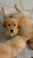 Golden Retriever Puppies for sale in Florida City, Florida. price: $1,000