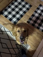Golden Retriever Puppies for sale in Chippewa Falls, Wisconsin. price: $700