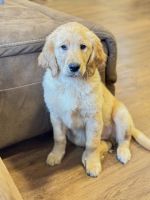 Golden Retriever Puppies for sale in Vancouver, Washington. price: $2,000