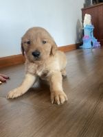 Golden Retriever Puppies for sale in Connersville, Indiana. price: $700