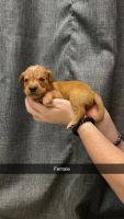 Golden Retriever Puppies for sale in Winnebago, Minnesota. price: $800