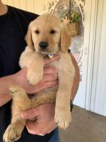 Golden Retriever Puppies for sale in Denton, Texas. price: NA