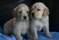 Golden Retriever Puppies for sale in Anderson, South Carolina. price: $550