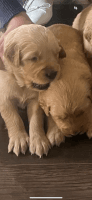Golden Retriever Puppies for sale in Chino, California. price: $1,500