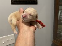 Golden Retriever Puppies for sale in Locust, North Carolina. price: $1,500