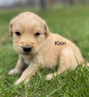 Golden Retriever Puppies for sale in Fordland, MO 65652, USA. price: $800