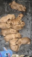 Golden Retriever Puppies for sale in Charlotte, North Carolina. price: $1,250