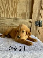 Golden Retriever Puppies for sale in Cross Hill, SC 29332, USA. price: $1,200