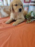 Golden Retriever Puppies for sale in Greeneville, TN, USA. price: $800