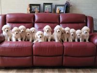 Golden Retriever Puppies for sale in Spring Hill, Florida. price: $1,600