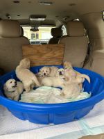 Golden Retriever Puppies for sale in Anaheim, California. price: $2,000